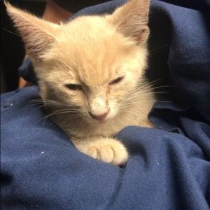 Meet your Posher, Shelby